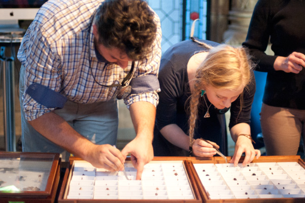 Beetle specimens